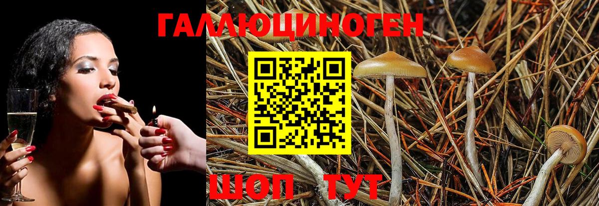 Псилоцибиновые грибы Cubensis Югорск